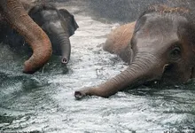 nature animals swimming elephants baby elephant baby animals 1280x960 wallpaper Art HD Wallpaper